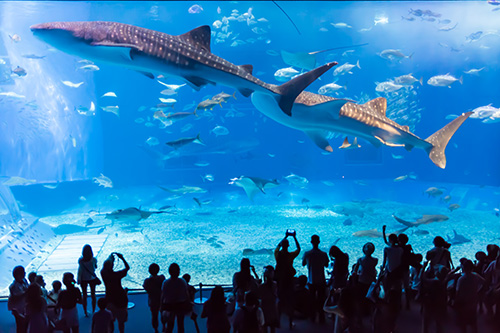 沖縄美ら海水族館